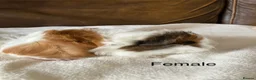 Guinea Pig rodents for sale: Gorgeous Guinea Pigs - Advert 4