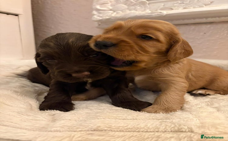 Cocker Spaniel dogs - Advert 11