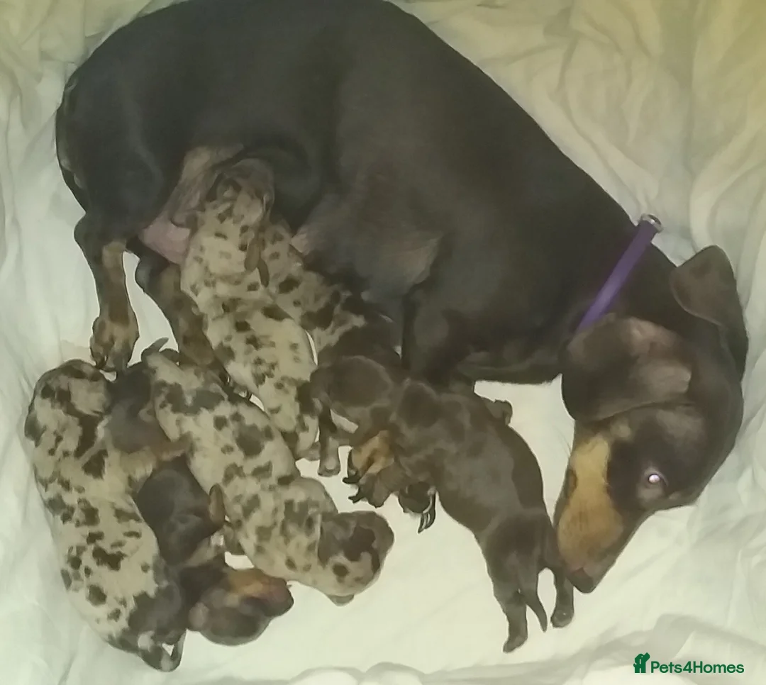 Miniature Dachshund dogs for stud: KC Chocolate dapple boy for stud very gentle. in Skegness - Advert 20