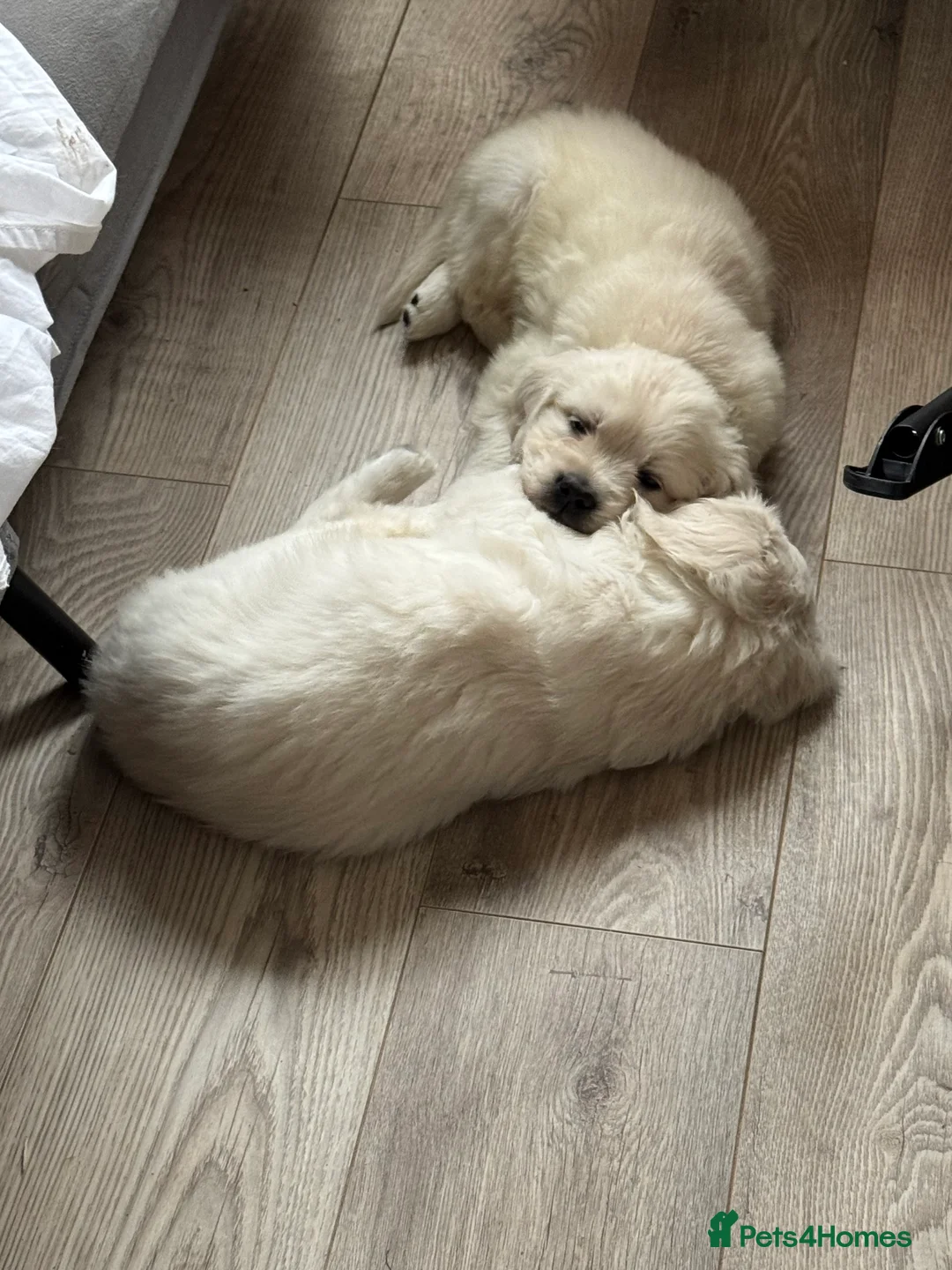 Golden Retriever dogs for sale: Goldern Retrevier Puppy’s  in Rotherham - Advert 11