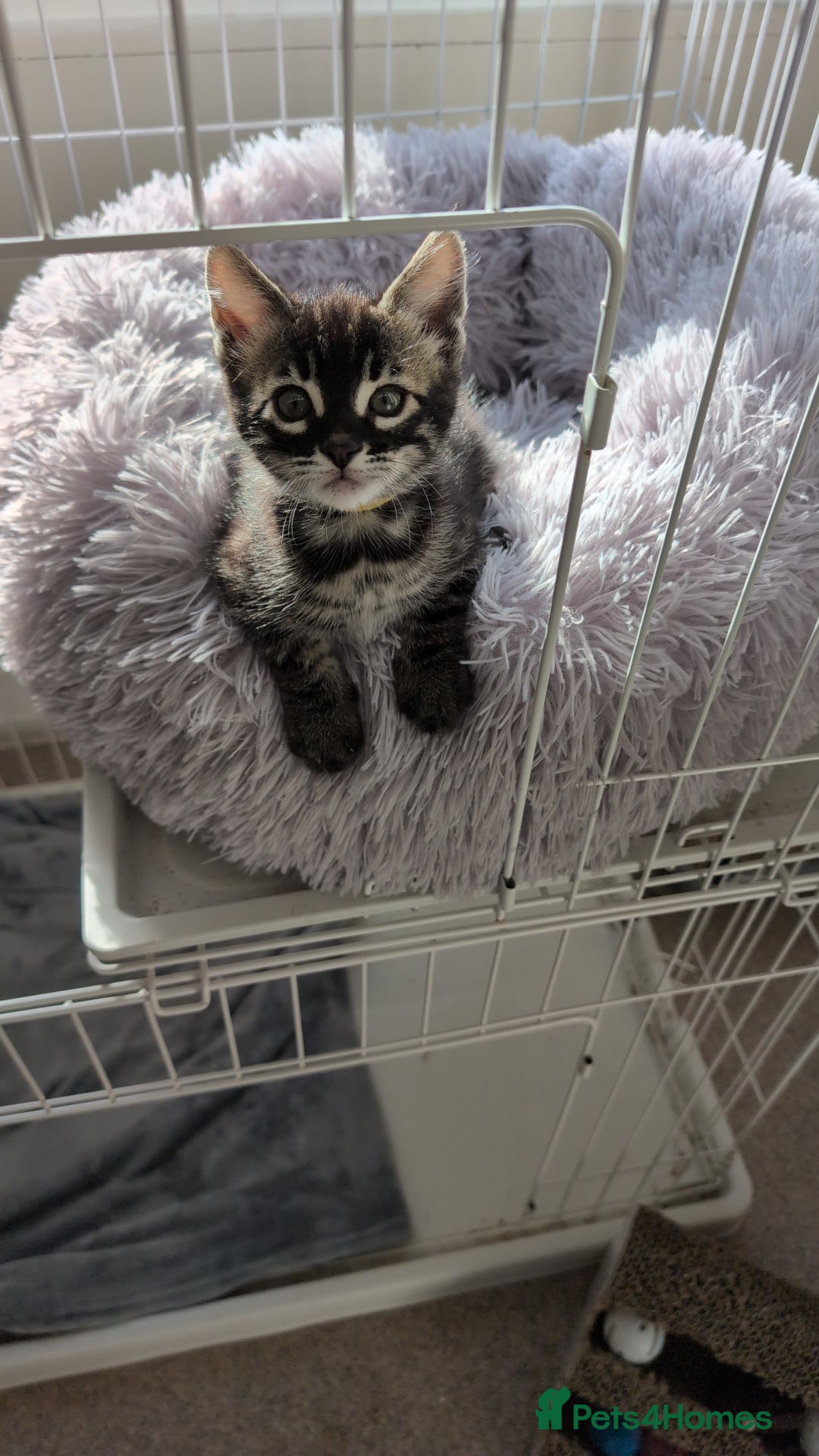 Bengal cats for sale: Bengal x  female - Advert 3