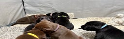 Labrador Retriever dogs for sale: Labrador puppies   - Advert 21