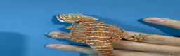 Bearded Dragon reptiles for sale: 💥💥💥Baby Dragons! WEEKEND SPECIAL £150 💥💥💥 - Advert 6