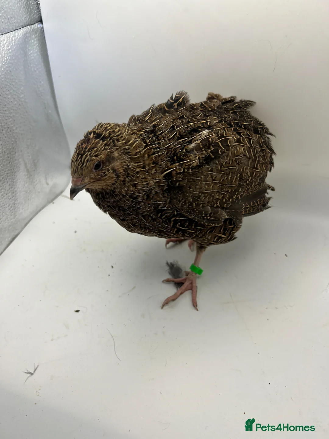 Quail poultry for sale: Jumbo Coturnix Quail Mix Hatching Eggs - Advert 2