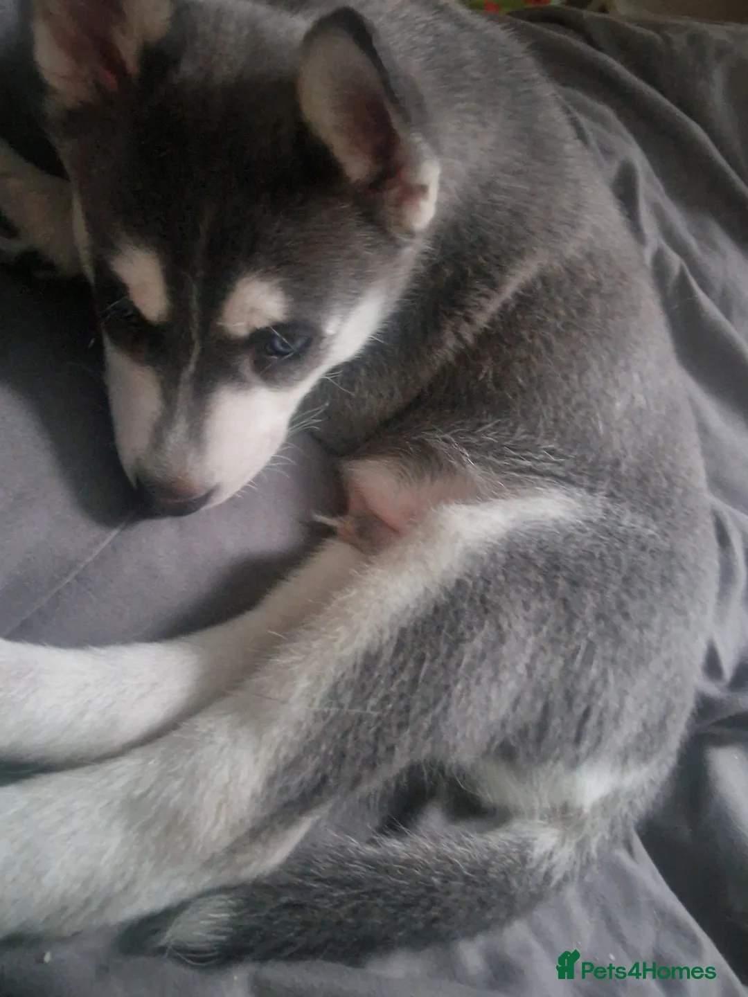 Siberian Husky dogs for sale: Male husky  - Advert 4