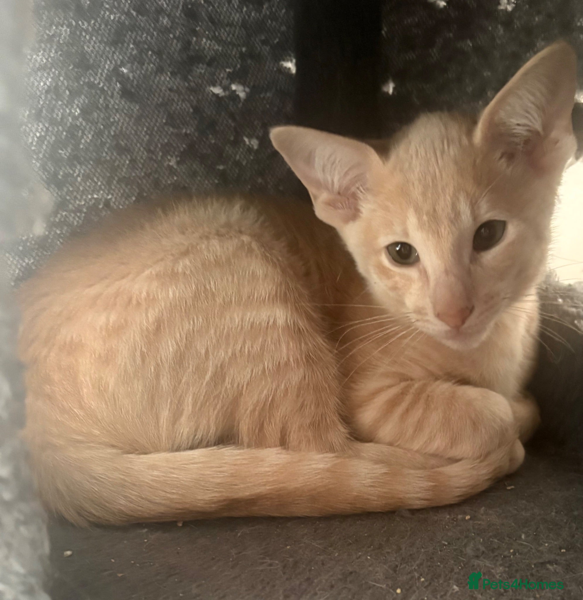 Siamese cats Adorable GCCF reg Siamese and Oriental kittens - Advert 8