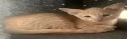 Siamese cats for sale: Adorable GCCF reg Siamese and Oriental kittens - Advert 2