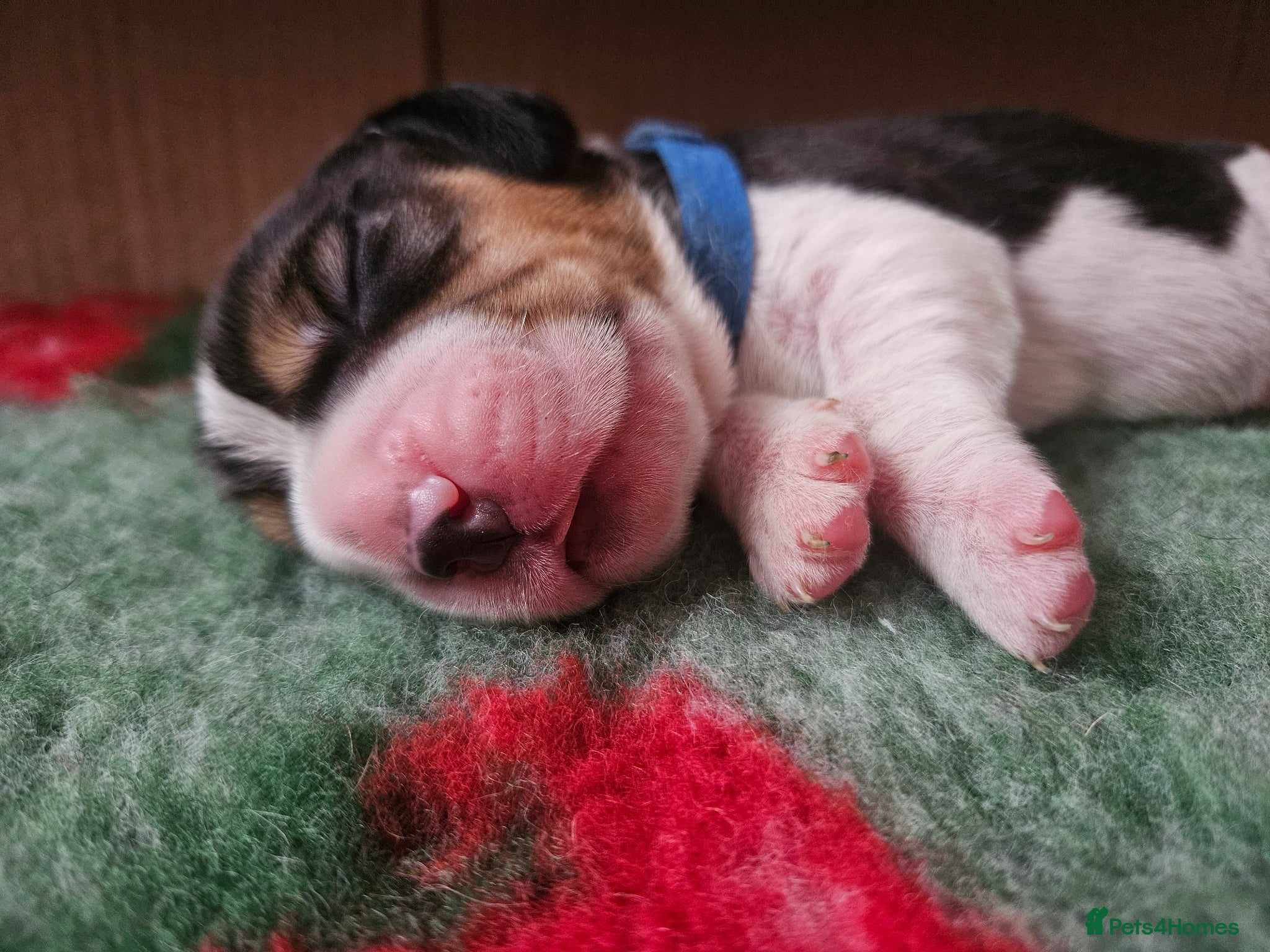 Beagle dogs KC Reg Beagle puppies Champions generation - Advert 14