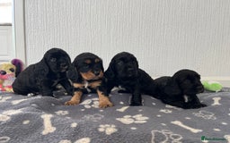 Cockalier dogs for sale: Cavalier x cocker spaniel puppies  - Image 1