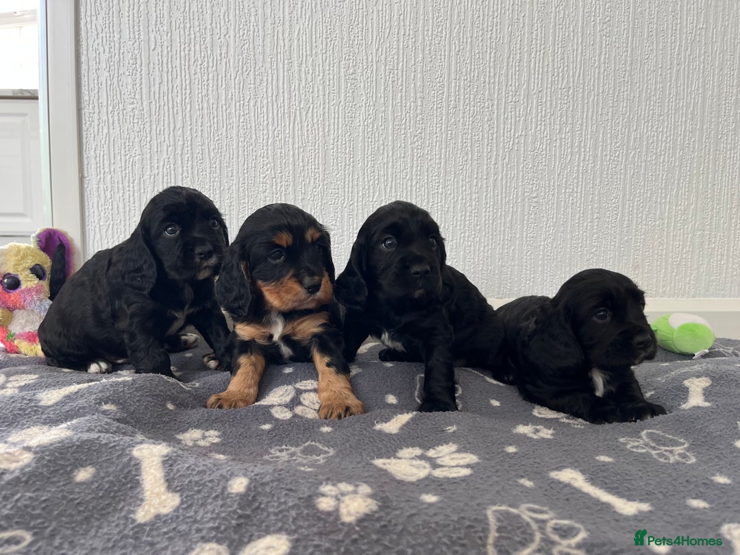 Cockalier dogs for sale: Cavalier x cocker spaniel puppies  - Image 1