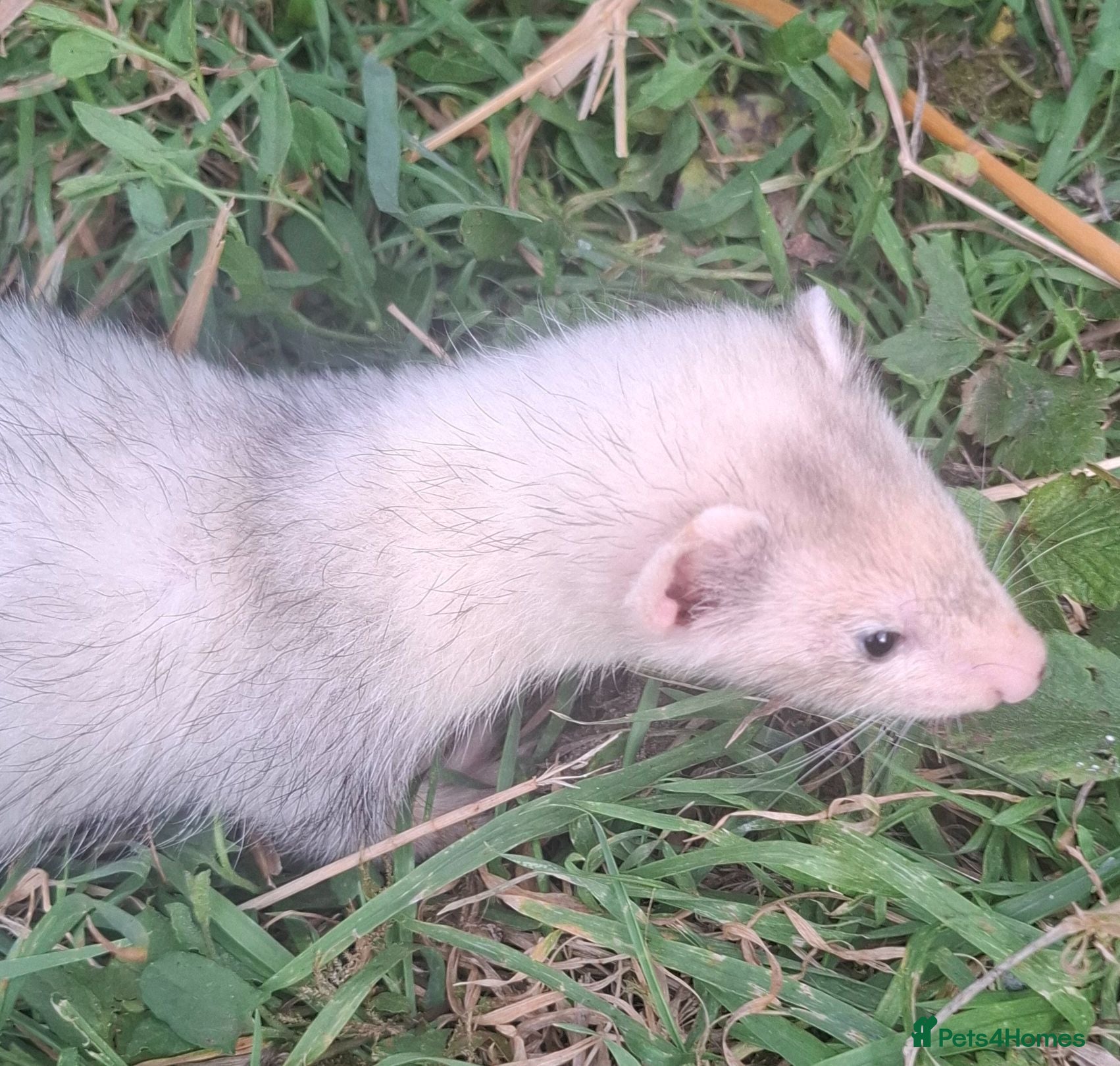 Ferret rodents Silver and Sable Ferrets for Sale Ready Now - Advert 2