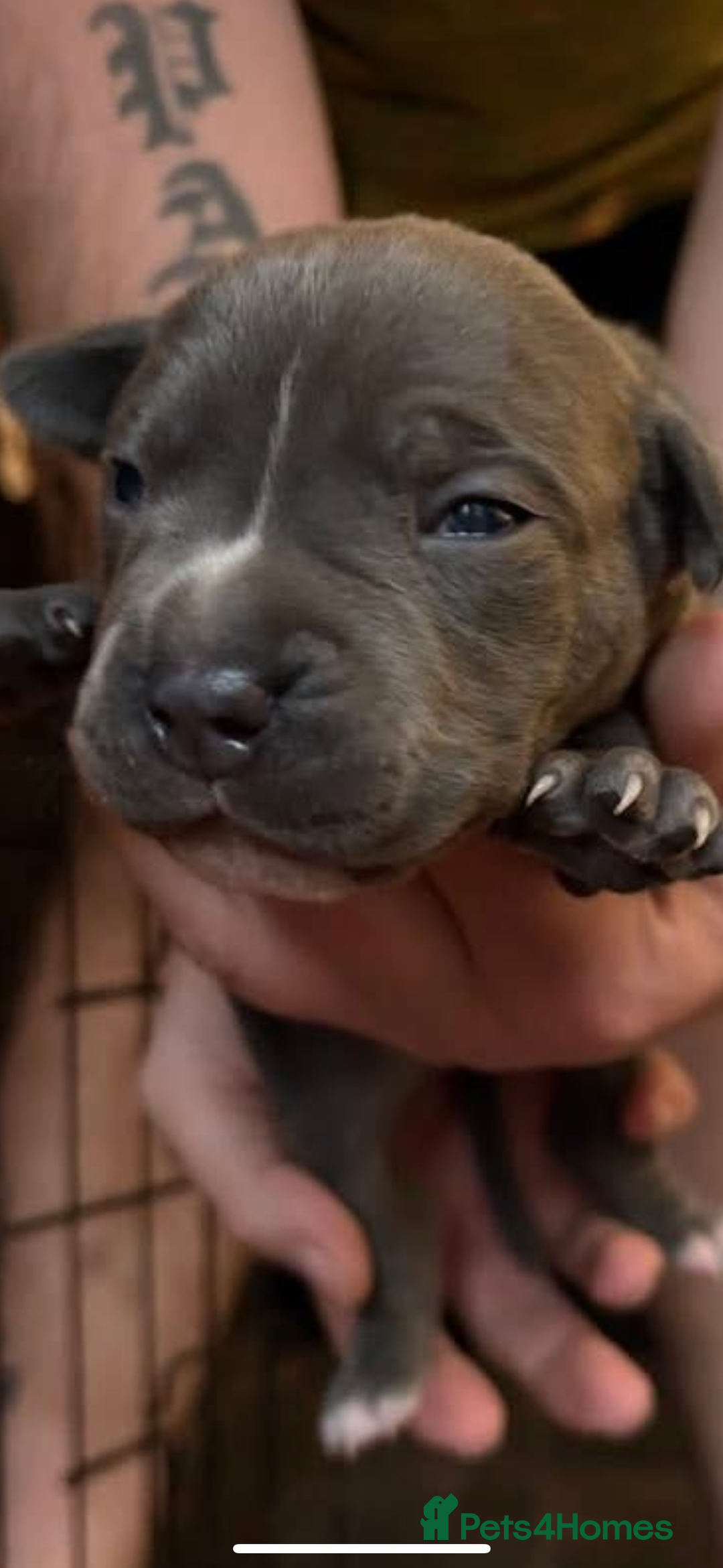 Staffordshire Bull Terrier dogs for sale: Blue staffy boy puppy - Advert 5