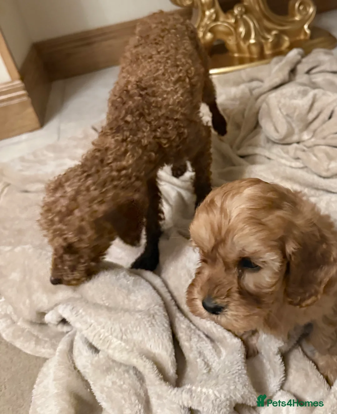 Cavapoo dogs for sale: F1 Cavapoos  - Advert 5