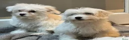 Coton De Tulear dogs for sale: Coton de tulear for sale  - Advert 5