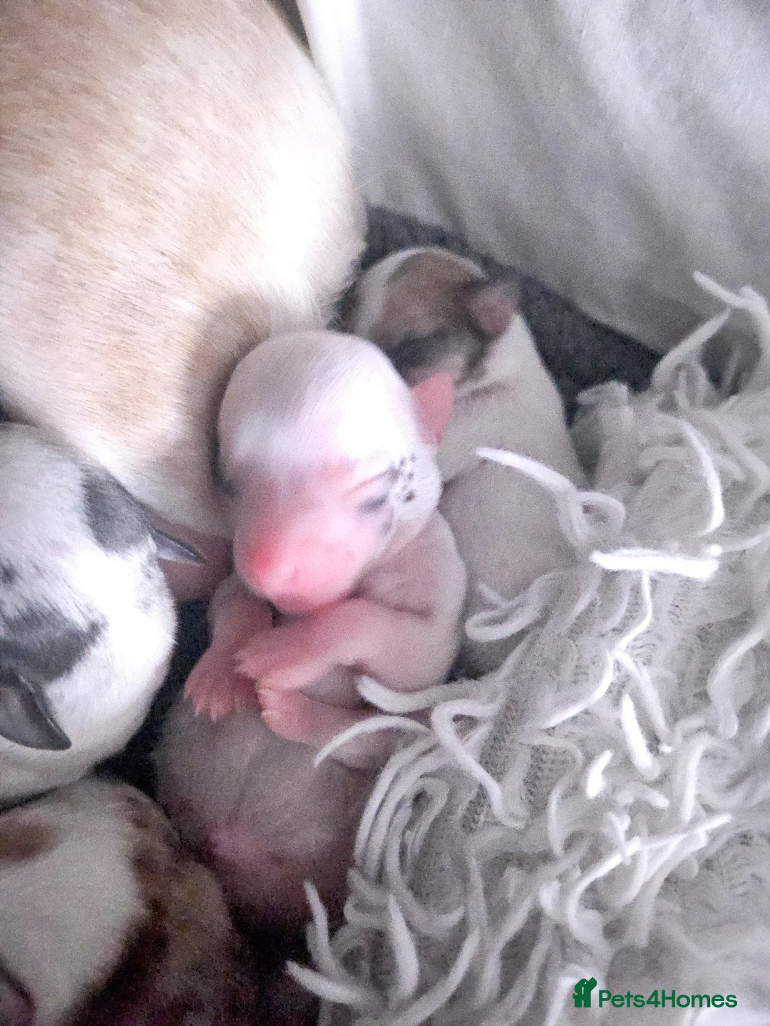 Chihuahua dogs for sale: Beautiful chihuahuas - Advert 2