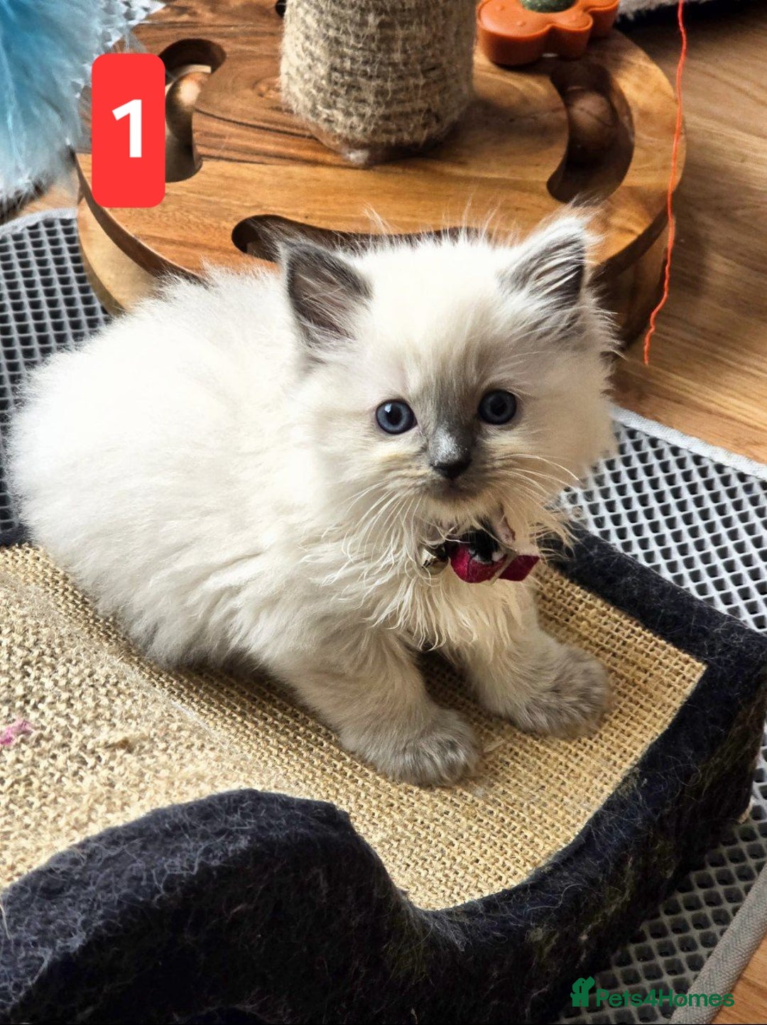 Ragdoll cats for sale: Three Adorable Blue Point Ragdoll Kittens - Image 14