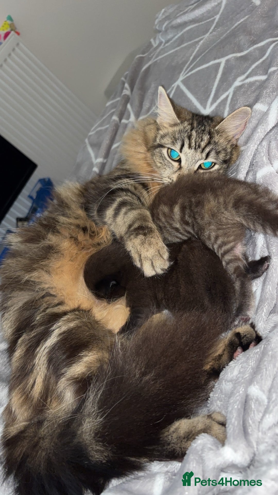 British Longhair cats for sale: Kittens  - Image 1