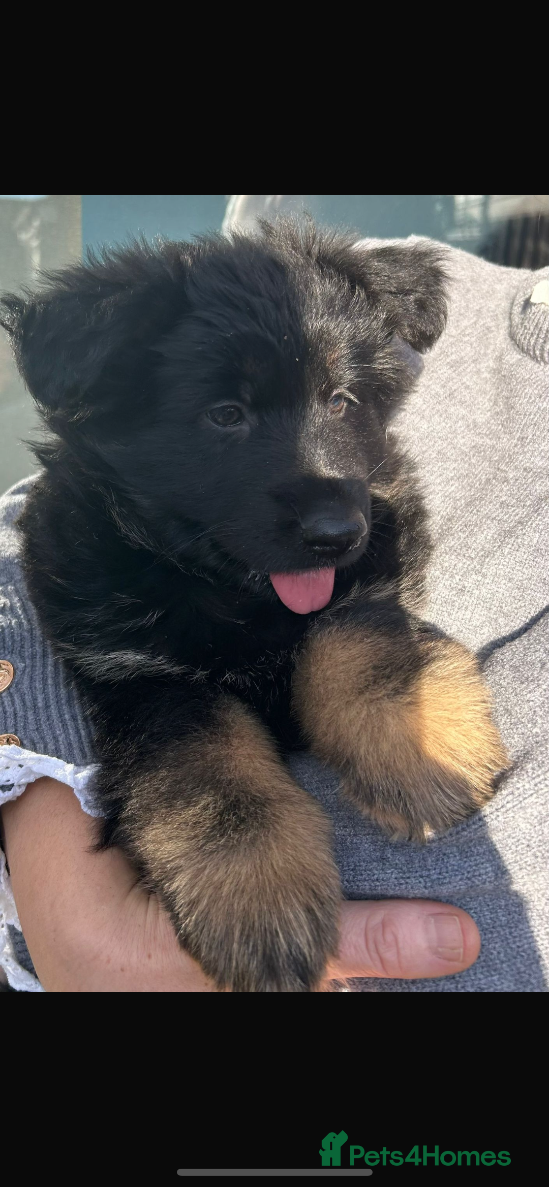 German Shepherd dogs for sale: German Shepherd puppy - Advert 5