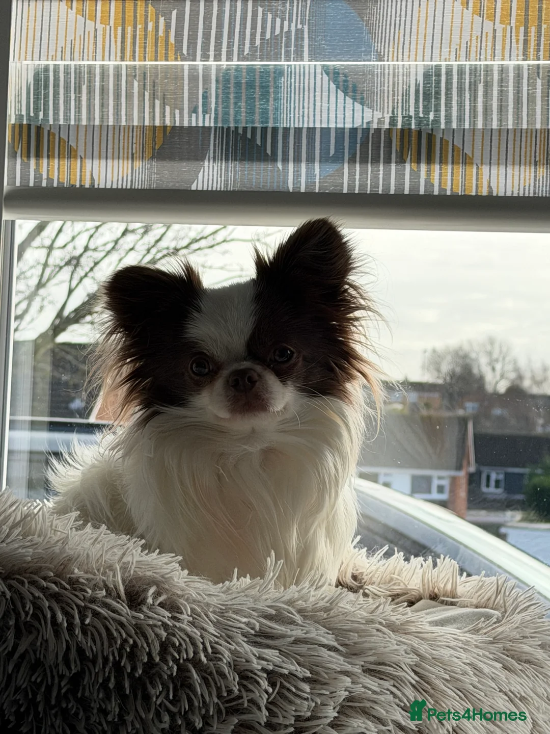 Chihuahua dogs for stud: Long coat chihuahua chocolate and white stud boy - Advert 4