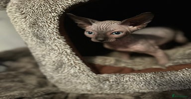 Sphynx cats - Advert 3