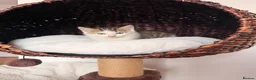 Mixed Breed cats for sale: 5 long hair fluffy kittens 🐱🐱 - Advert 3