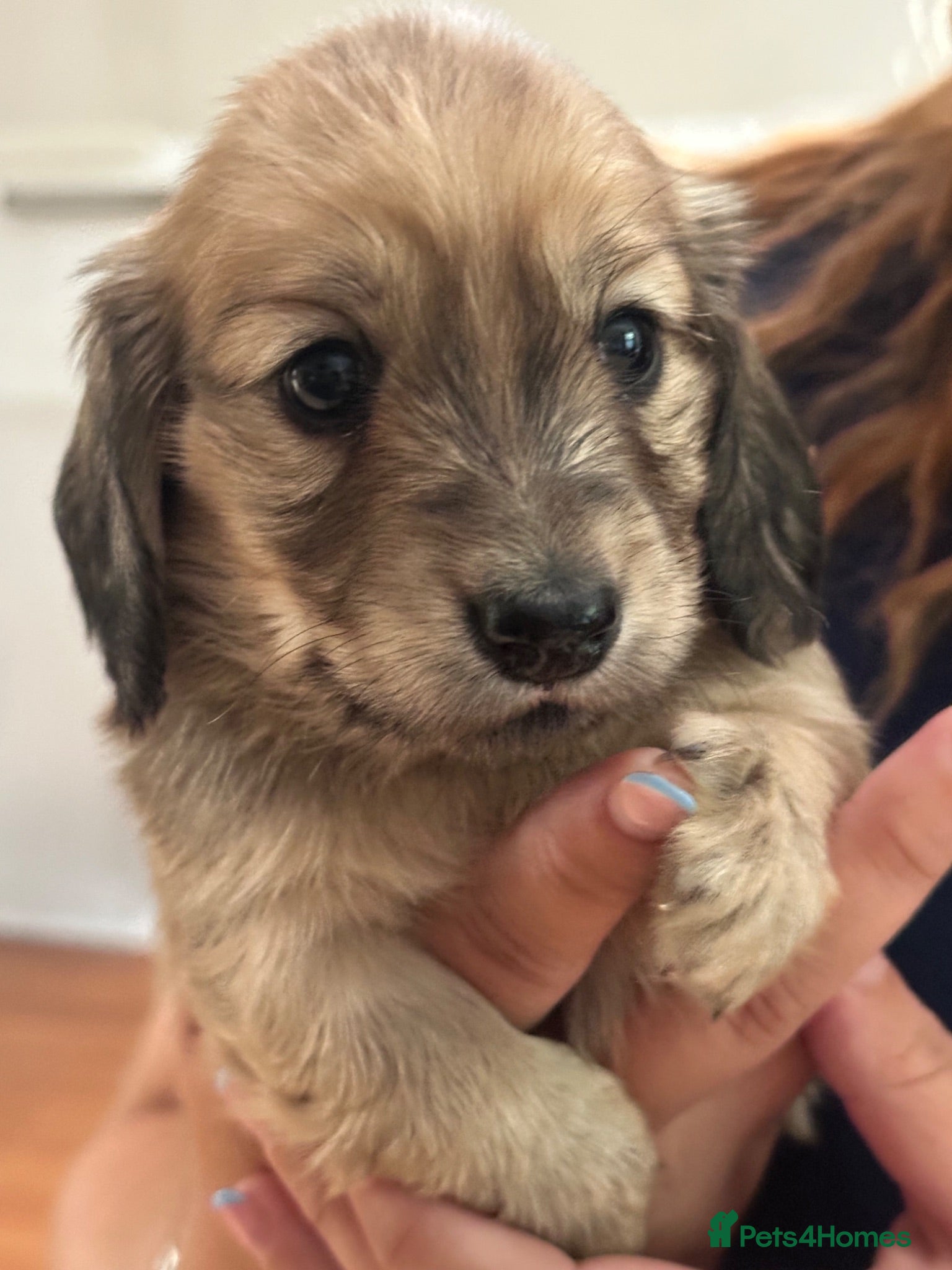 Miniature Dachshund dogs KC REG Miniature LH Dachshund puppies for sale  - Advert 1