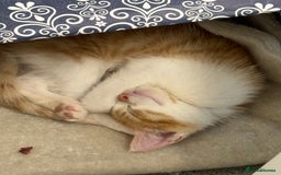 British Shorthair cats for sale: Ginger and white Tom - Image 2