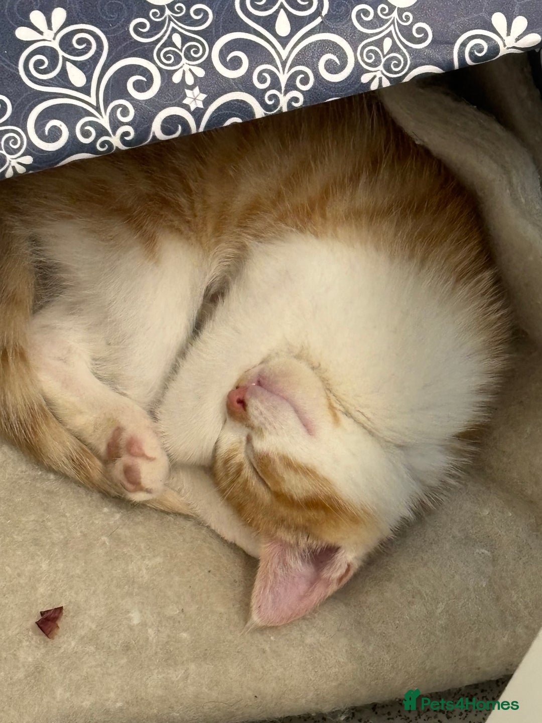 British Shorthair cats for sale: Ginger and white Tom - Image 2