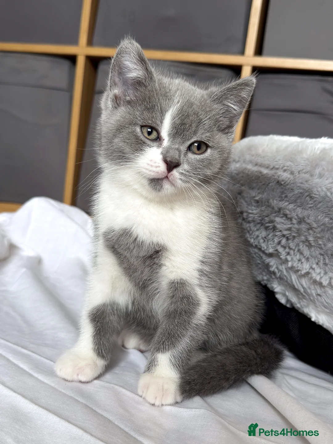 British Shorthair cats for sale: British Shorthair Blue & White Bicolor Kitten  in Dagenham - Advert 2
