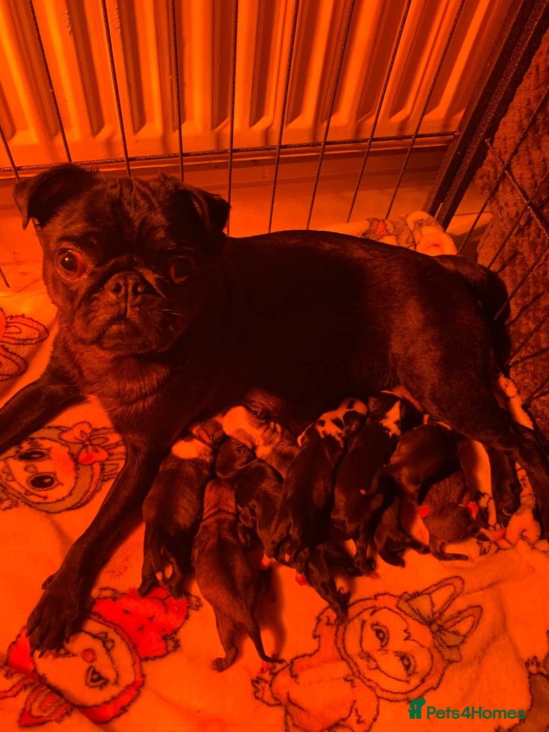 Pug dogs for sale: Panda pug  - Advert 1