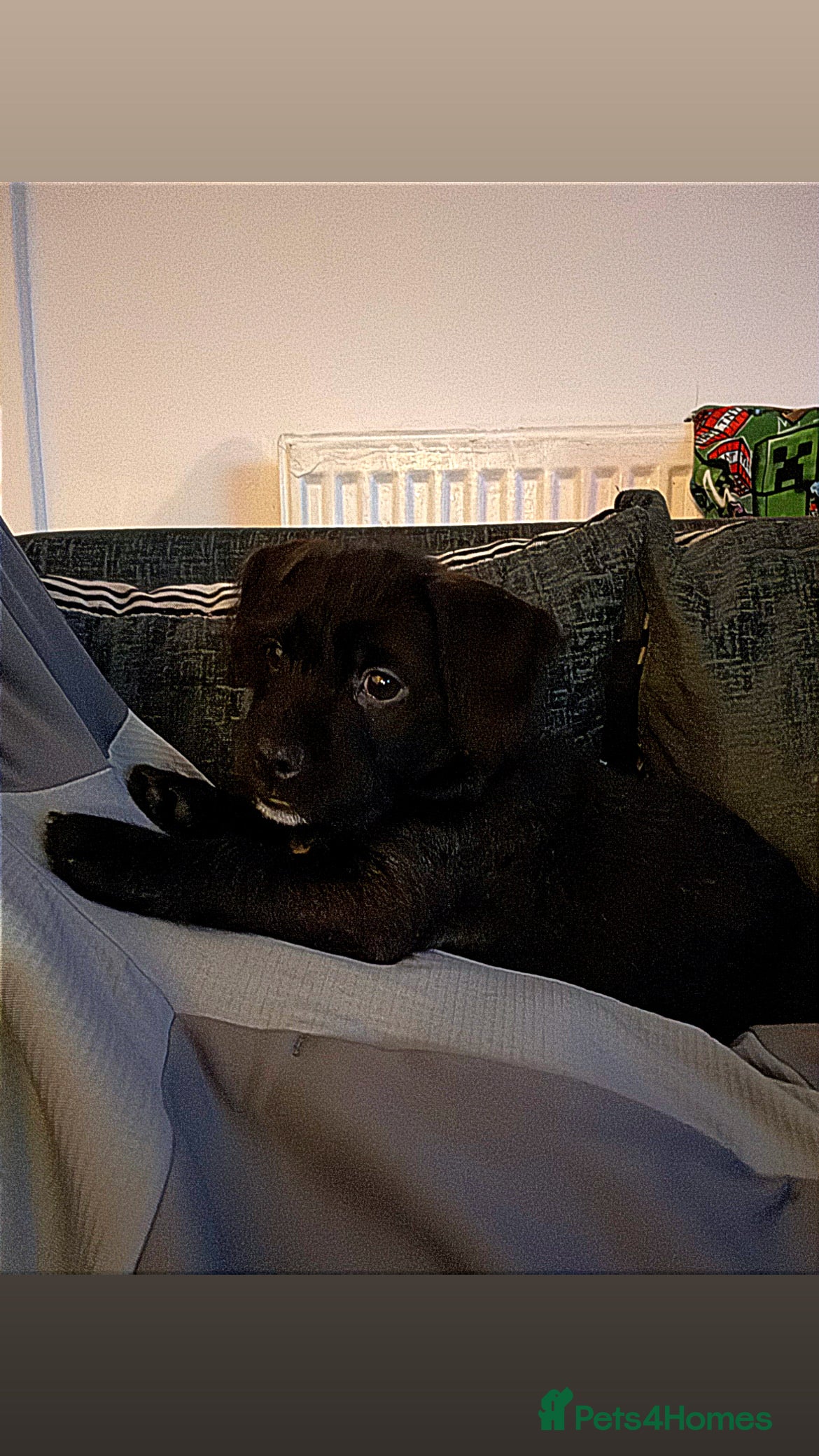 Mixed Breed dogs 💚❤️ READY TO LEAVE NOW ❤️💚 - Advert 16