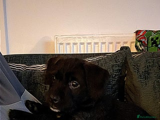 Mixed Breed dogs 💚❤️ READY TO LEAVE NOW ❤️💚 - Advert 16