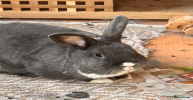 Dutch rabbits - Advert 5