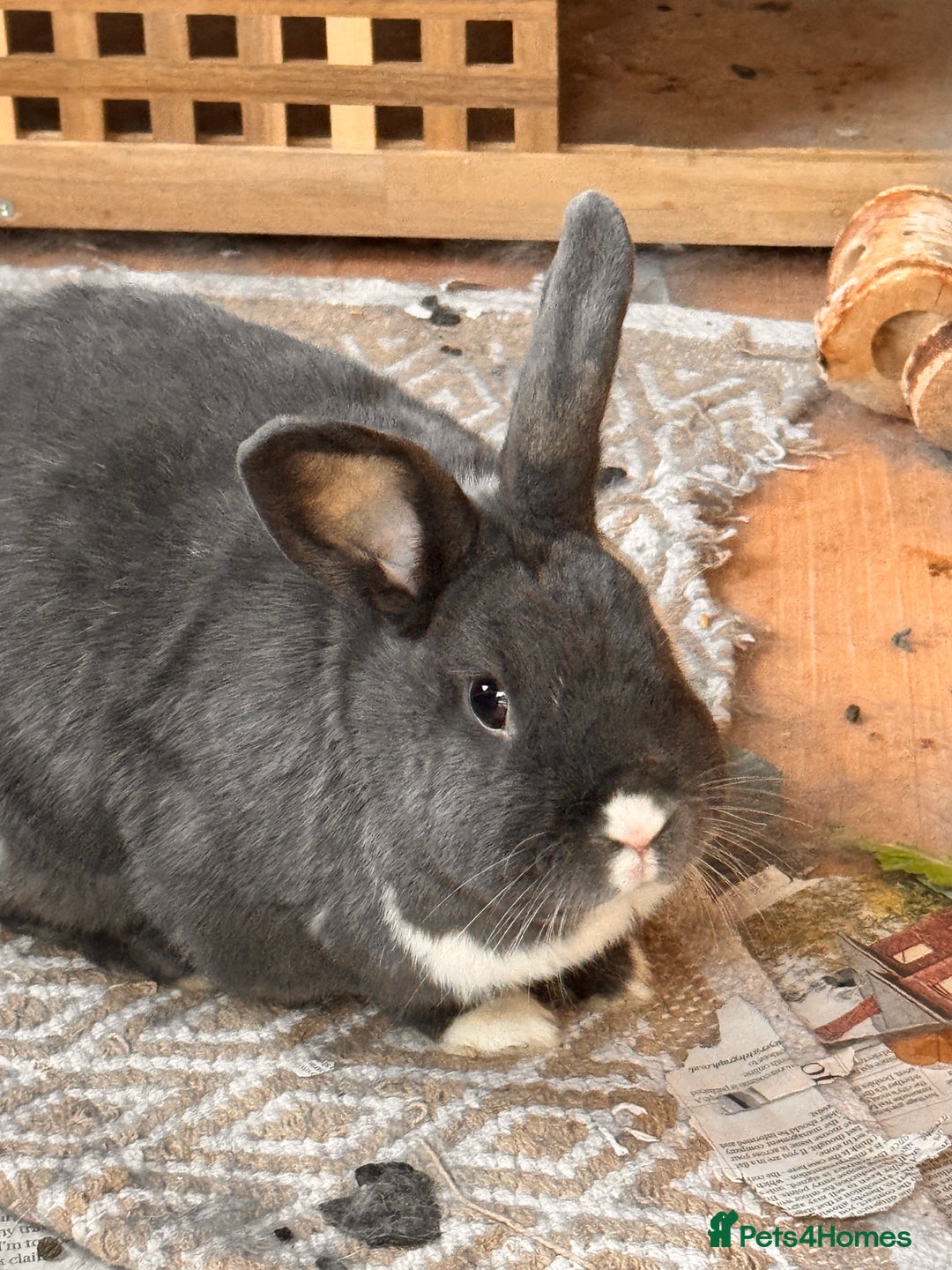 Dutch rabbits for sale: 2 male rabbits, hutch and more  - Image 2