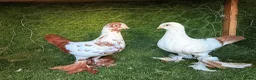 Pigeons birds for sale: Premium Breeding Pigeons Top Quality Pairs Availab - Advert 19