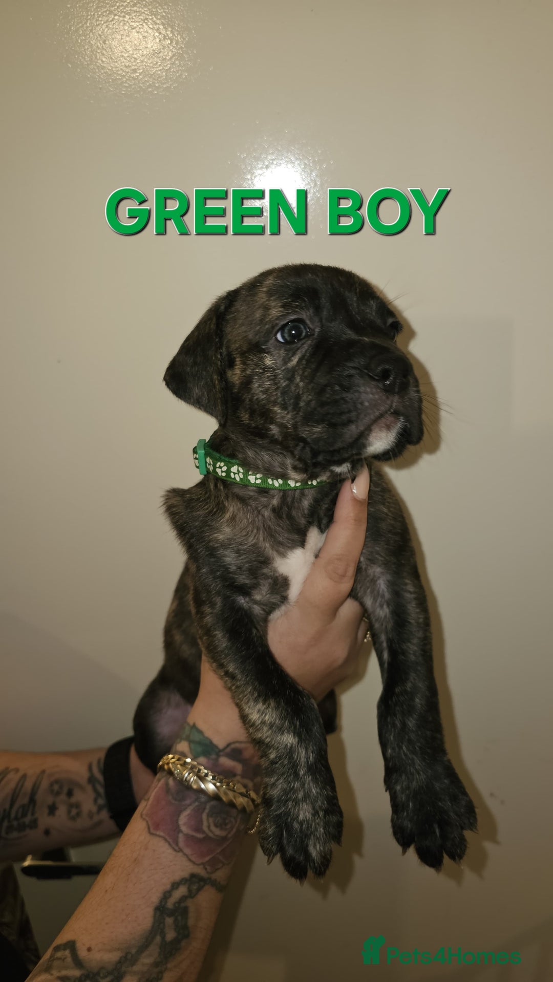 Bullmastiff dogs for sale: 11 Bullmastiff puppies for sale - Advert 21