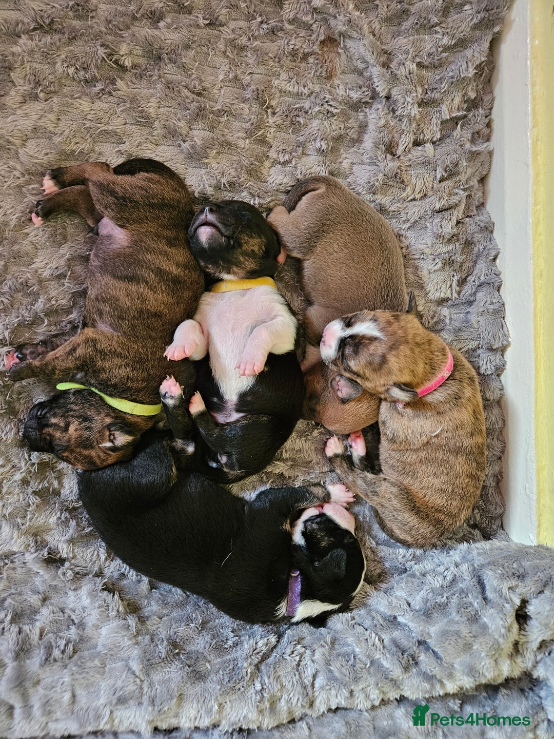Mixed Breed dogs for sale: American Bulldog Cross Staffy puppies  - Image 32