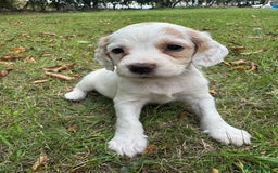 Sprocker dogs for sale: Working Sprocker puppies *3 girls left* - Image 15