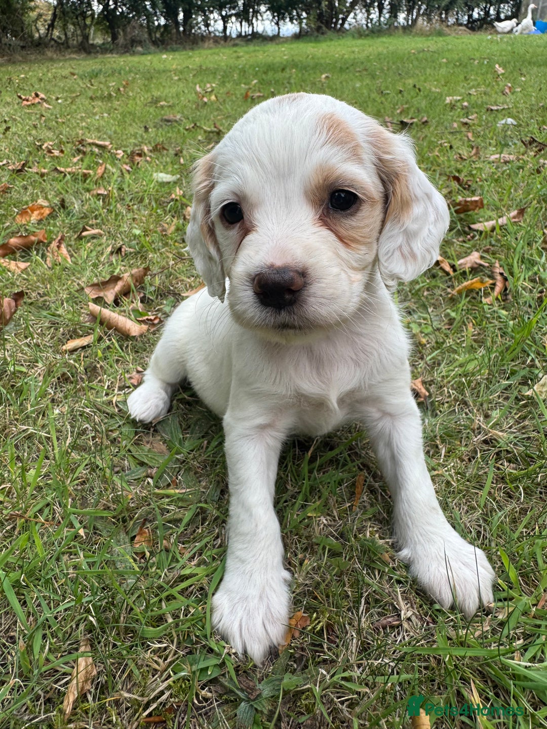 Sprocker dogs for sale: Working Sprocker puppies *3 girls left* - Image 15