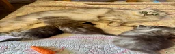 British Longhair cats for sale: 3 Adorable Loving British Longhair Kittens  - Advert 4