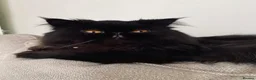 Persian cats for sale: Beautiful Black Smoke Persian - Advert 5