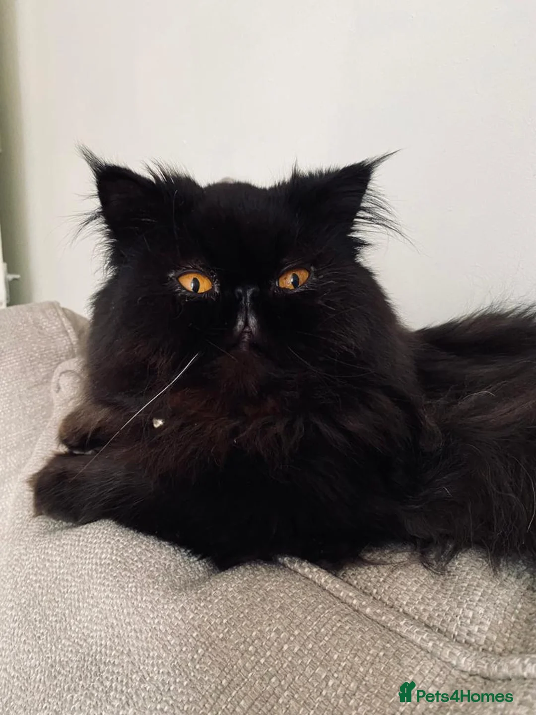 Persian cats for sale: Beautiful Black Smoke Persian - Advert 5
