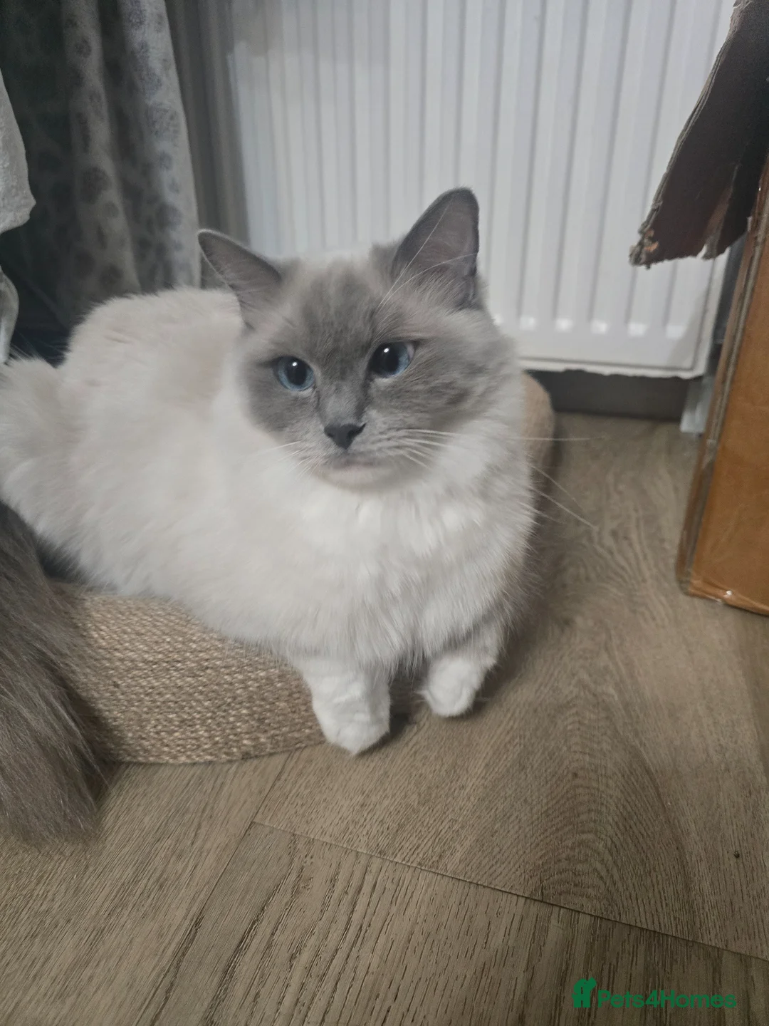 Ragdoll cats for sale: Adorable ragdoll silky kittens 🐾💕 in Renfrew - Advert 2