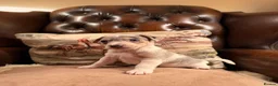 Jack Russell dogs for sale: Perfect Blue and Blue Merle Jack Russell Puppies - Advert 31