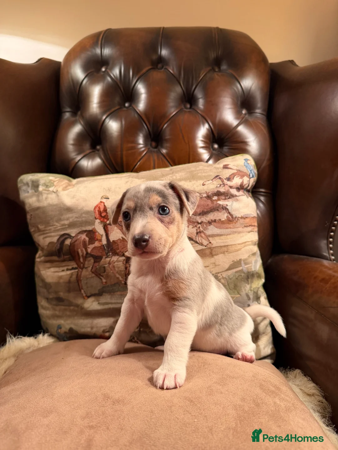 Jack Russell dogs for sale: Perfect Blue and Blue Merle Jack Russell Puppies - Advert 31