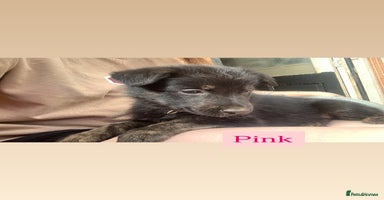 Mixed Breed dogs - Advert 3