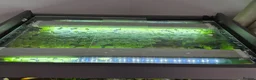 Other/Mixed Breed fish for sale: Fishtank complete with fish - Advert 9