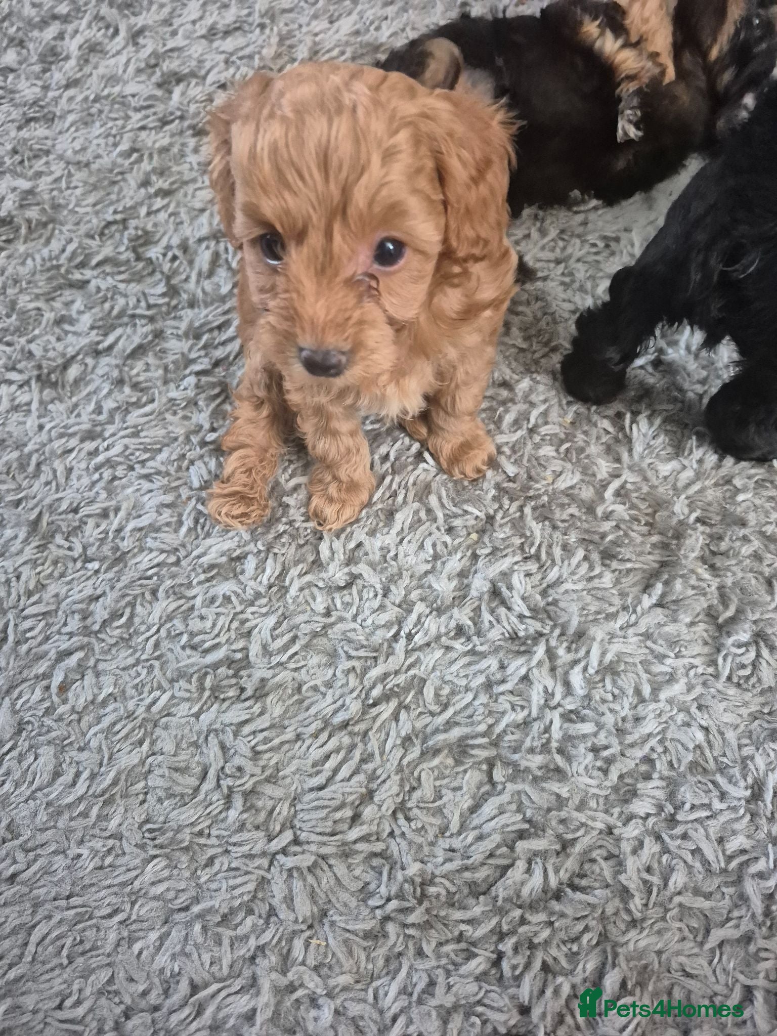 Yorkiepoo dogs Yorkiepoo  - Advert 2