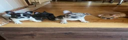 French Bulldog dogs for sale: French bulldog puppies looking for good new home  in Lancaster - Advert 35