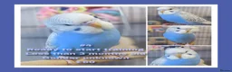 Budgerigars birds for sale: Pet baby budgies priced from £50 - Advert 5